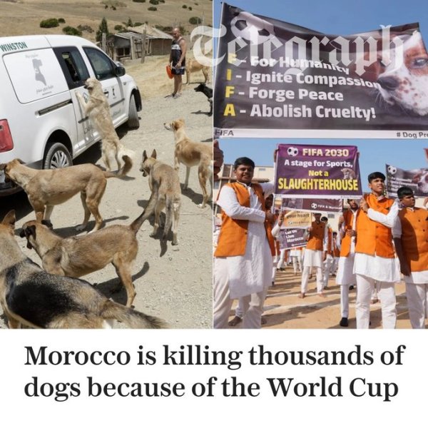 电讯报：为迎接2030年世界杯，摩洛哥正大规模捕杀流浪狗引发